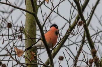  Dompfaff - Bullfinch - Pyrrhula pyrrhula 