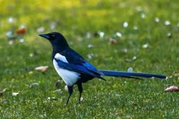  Elster - common magpie - Pica pica 