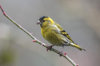  Erlenzeisig - Eurasian siskin - Spinus spinus 