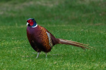  Fasan - Common Pheasant - Phasianus colchicus 