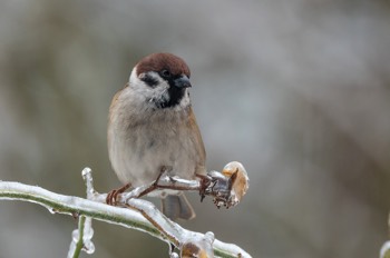  Feldsperling - Eurasian Tree Sparrow - Passer montanus 