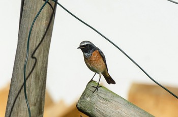  Gartenrotschwanz - Common redstart - Phoenicurus phoenicurus 