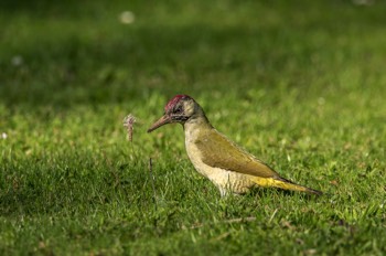 Grünspecht - European green woodpecker - Picus viridis