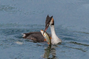  Haubentaucher - Great crested grebe - Podiceps cristatus 