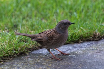  Heckenbraunelle - The Dunnock - Prunella modularis 