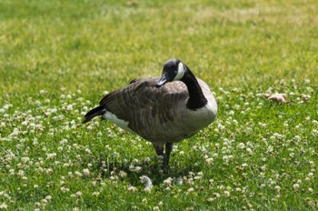  Kanadagans - Canada goose - Branta canadensis 