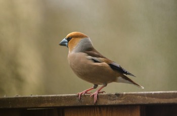  Kernbeißer - Hawfinch - Coccothraustes coccothraustes 