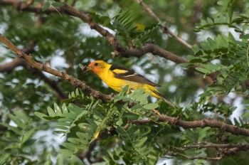  Kieferntangare - Western tanager - Piranga ludoviciana 