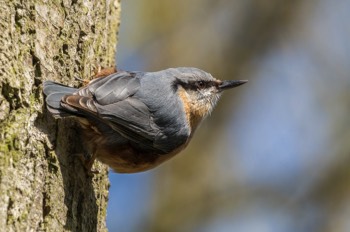  Kleiber - Eurasian nuthatch - Sitta europaea 