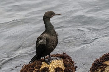  Meerscharbe - Pelagic cormorant - Phalacrocorax pelagicus 