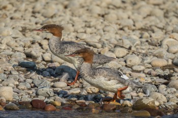  Mittelsäger - Red-breasted merganser - Mergus serrator 