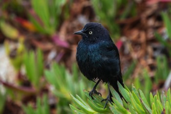  Purpurstärling - Brewer's blackbird - Euphagus cyanocephalus 