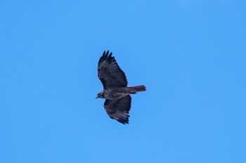  Rotschwanzbussard - Red-tailed Hawk - Buteo jamaicensis 