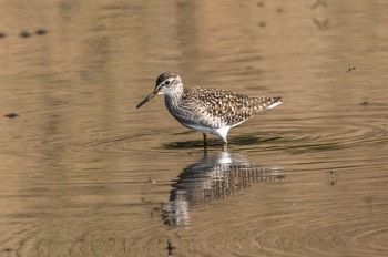  Bruchwasserläufer - Wood sandpiper - Tringa glareola 