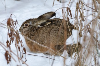  Feldhase - European hare - Lepus europaeus 