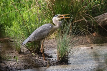  Graureiher - Grey heron - Ardea cinerea 