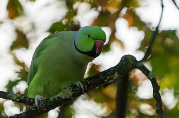  Halsbandsittich - ring-necked parakeet - Psittacula krameri 