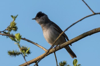  Mönchsgradmücke - Eurasian blackcap - Sylvia atricapilla 