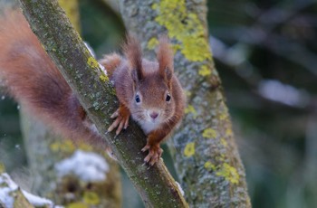  Oachkatzl - Eurasian red squirrel - Sciurus vulgaris 