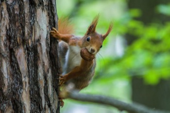 Oachkatzl - Eurasian red squirrel - Sciurus vulgaris