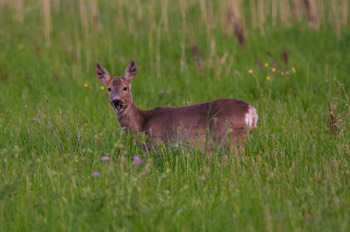  Reh - European roe deer - Capreolus capreolus 