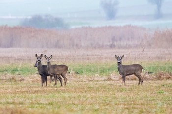  Reh - European roe deer - Capreolus capreolus 