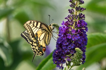  Schwalbenschwanz - Old World swallowtail - Papilio machaon 