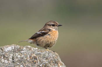  Schwarzkehlchen - European stonechat - Saxicola rubicola 