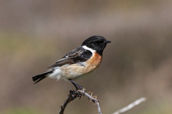  Schwarzkehlchen - European stonechat - Saxicola rubicola 