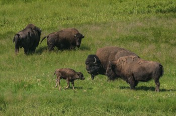  Amerikanisches Bison - American bison / Buffalo - Bison bison 