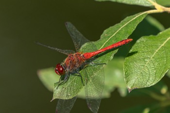  Blutrote Heidelibelle - Ruddy darter - Sympetrum sanguineum 