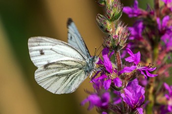  Grünader-Weißling - Green-veined white - Pieris napi 