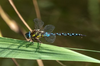  Mosaikjungfer - Hawker dragonflie - Aeshna 