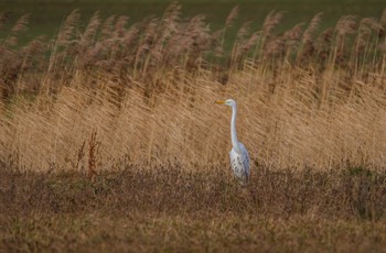  Silberreiher - Great Egret - Ardea alba 