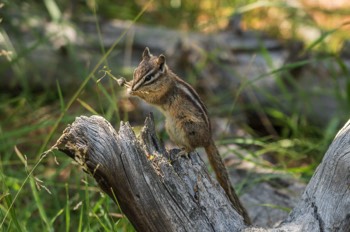  Streifenhörnchen - Chipmunk - Tamias 