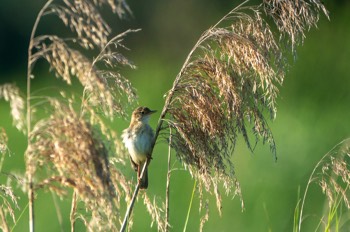  Sumpfrohrsänger - Marsh warbler - Acrocephalus palustris 