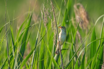  Sumpfrohrsänger - Marsh warbler - Acrocephalus palustris 