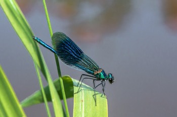  Blauflügel Prachtlibelle - Beautiful demoiselle - Calopteryx virgo 