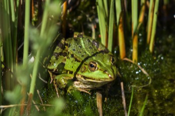  Teichfrosch - common water frog - Pelophylax kl. esculentus 