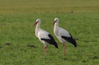  Weißstorch - White Stork - Ciconia ciconia 