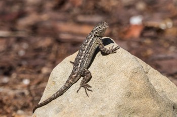  Westlicher Stachelleguan - Western fence lizard - Sceloporus occidentalis 