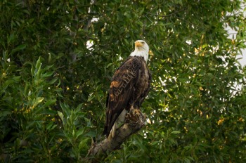  Weißkopfseeadler - Bald eagle - Haliaeetus leucocephalus 