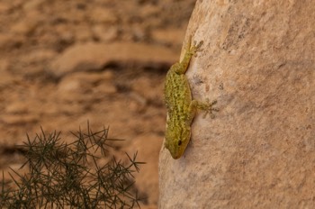  Hausgecko - Mediterranean house gecko - Hemidactylus turcicus 