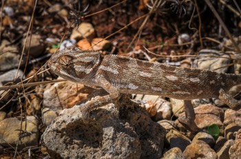  Mittelmeer-Chamaeleon - Mediterranean chameleon - Chamaeleo chamaeleon 