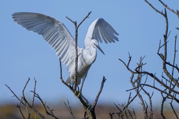  Seidenreiher - Little Egret - Egretta garzetta 