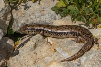  Gefleckter Walzenskink - Ocellated Skink - Chalcides ocellatus 