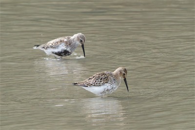 Alpenstrandläufer - Dunlin - Calidris alpina