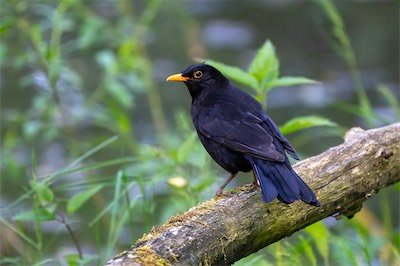 Amsel - Common blackbird - Turdus merula