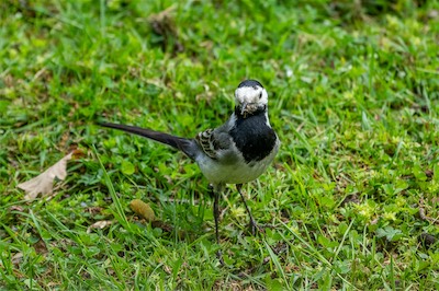 Bachstelze - White Wagtail - Motacilla alba