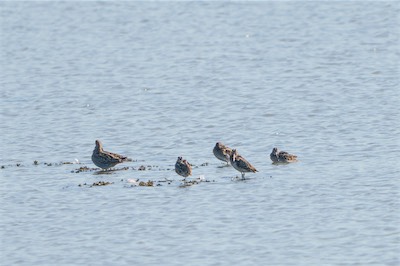 Bekassine * Common Snipe (Gallinago gallinago)